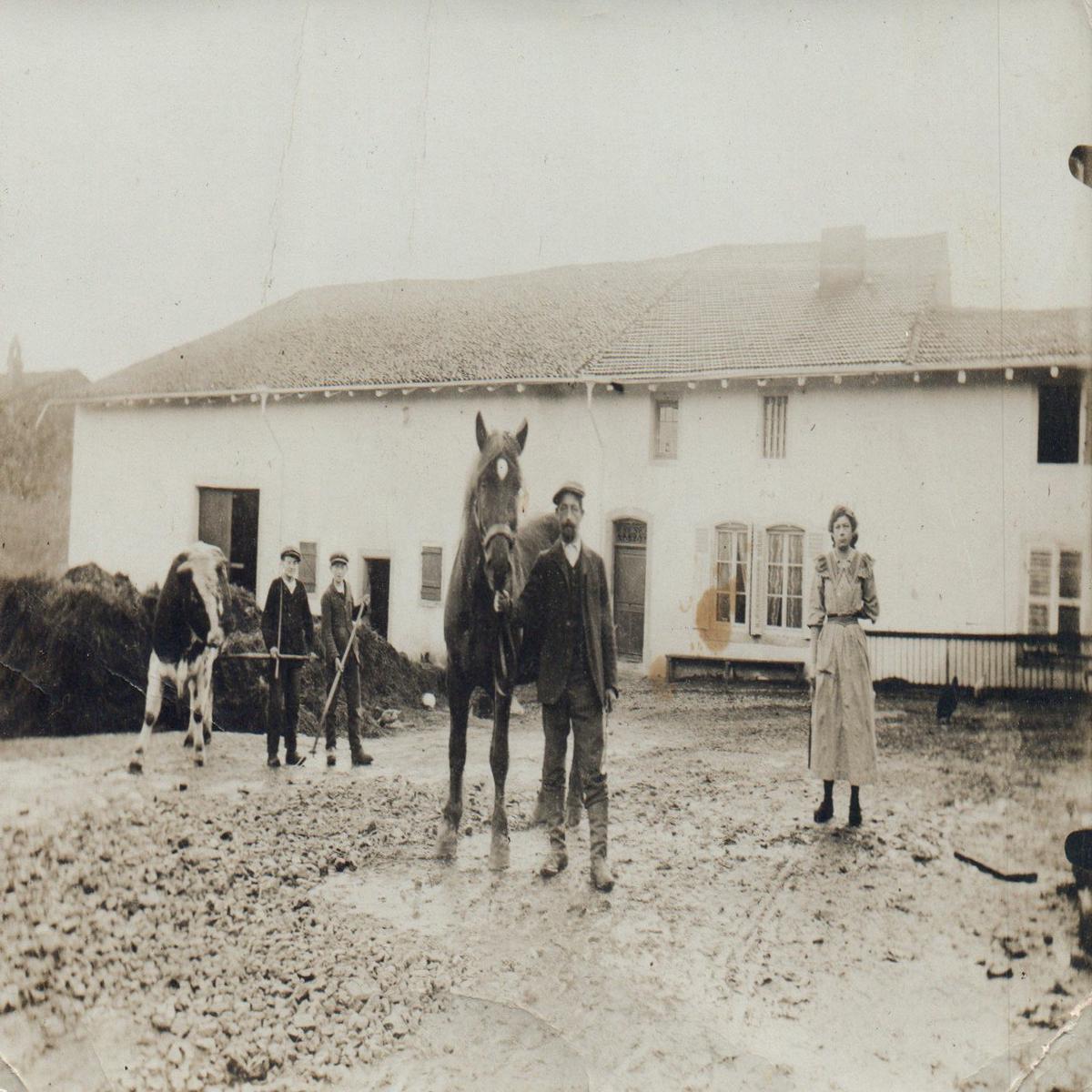 Real Photo Post Card Farm Horse and Cow