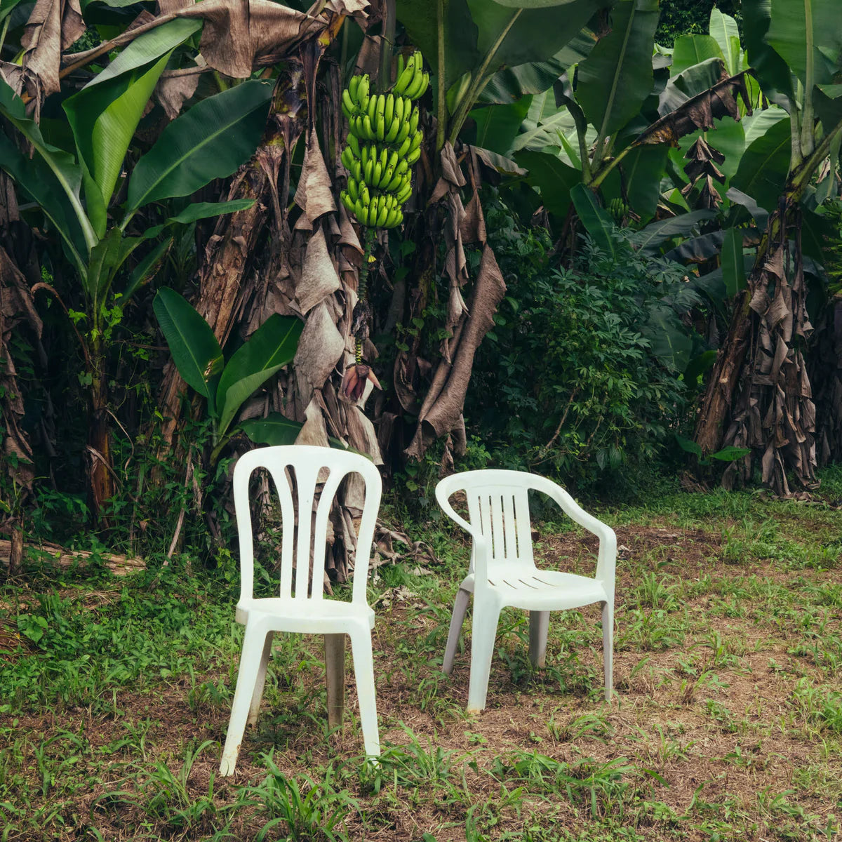 Bad Bunny-Debi Tirar Mas Fotos [Opaque White Vinyl] [2LP]